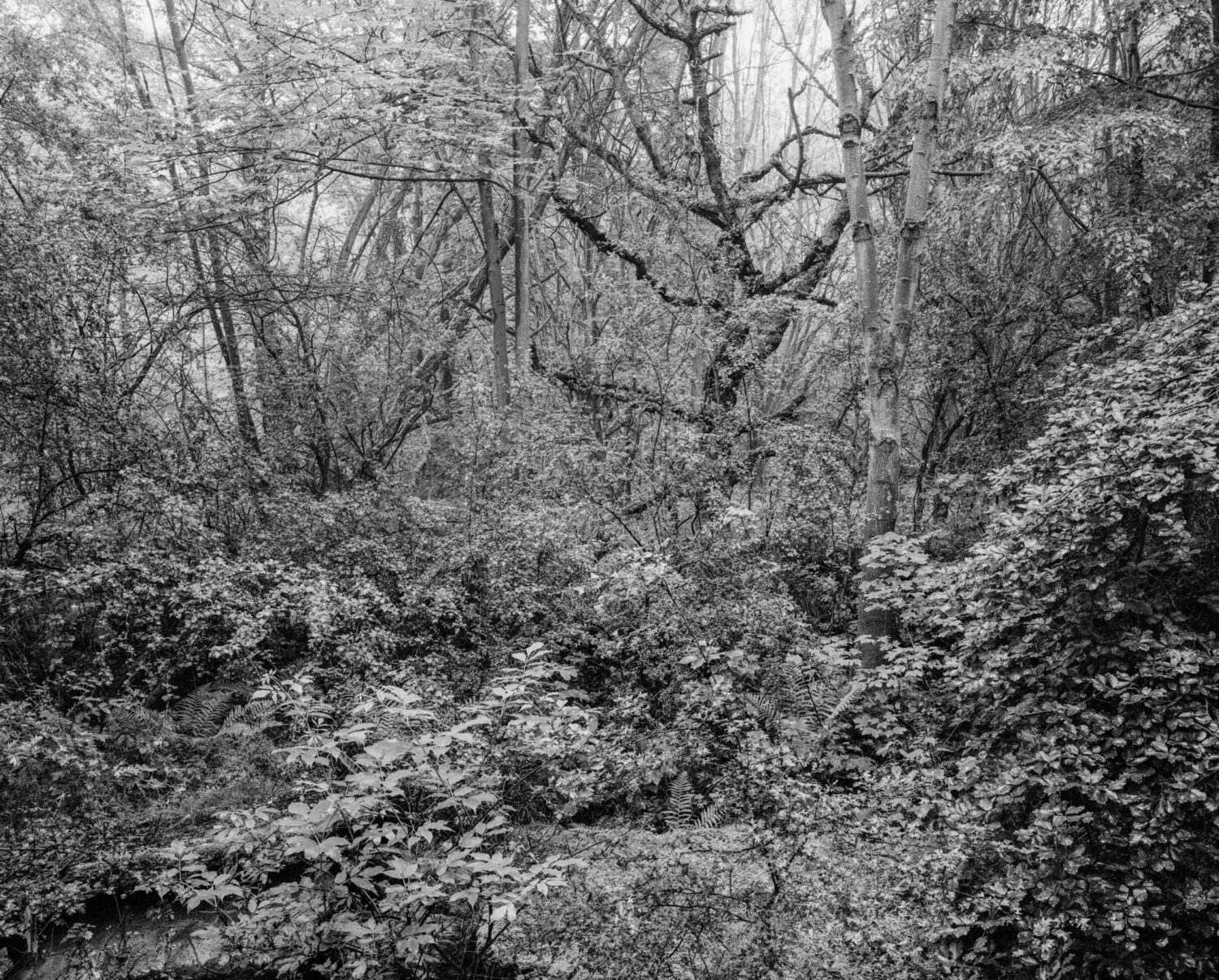 20200611 Buchenwald 10 001